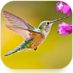 Hummingbird Game